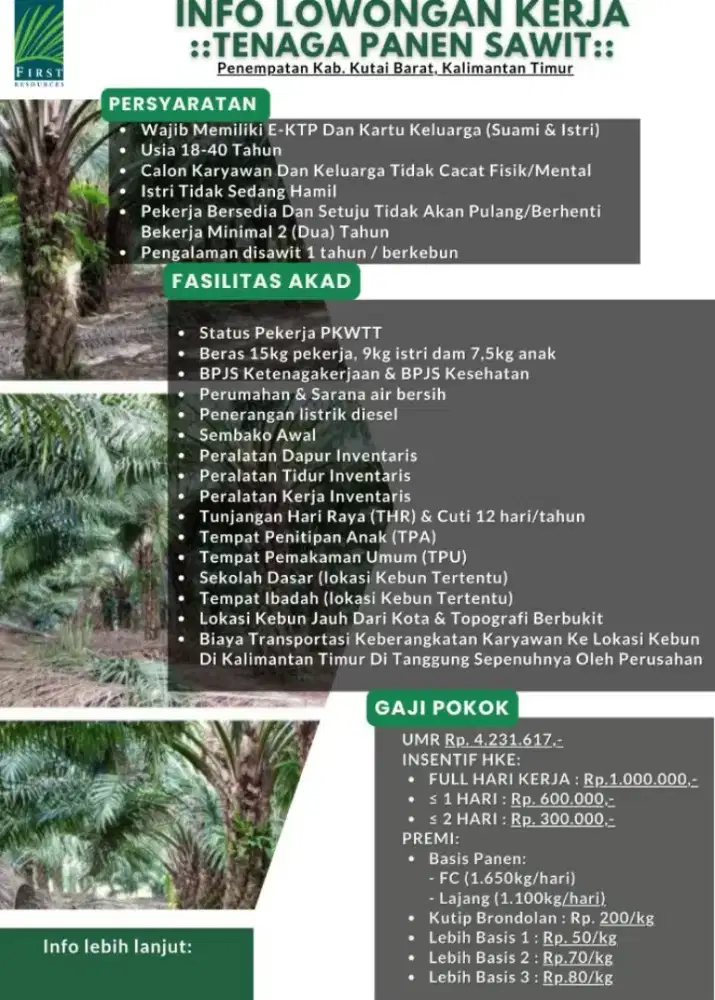 loker kebun kelapa sawit