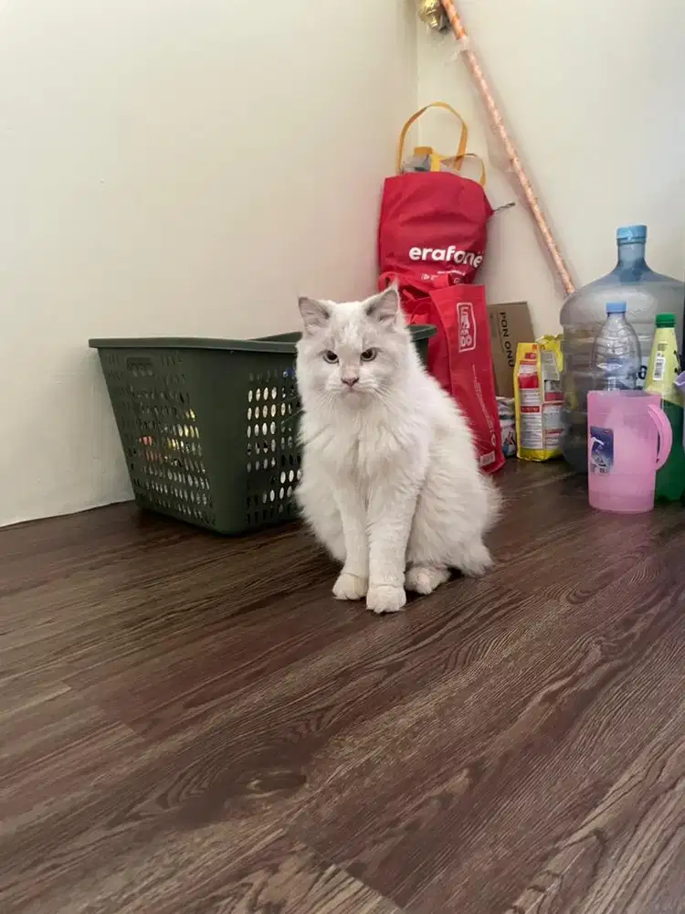 kucing ragdoll sepasang