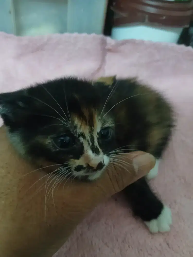 Anak kucing 3 warna