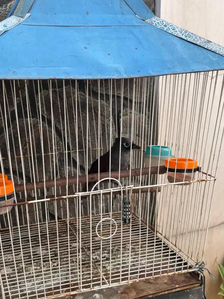 Jual burung rawatan Poksay Mantel