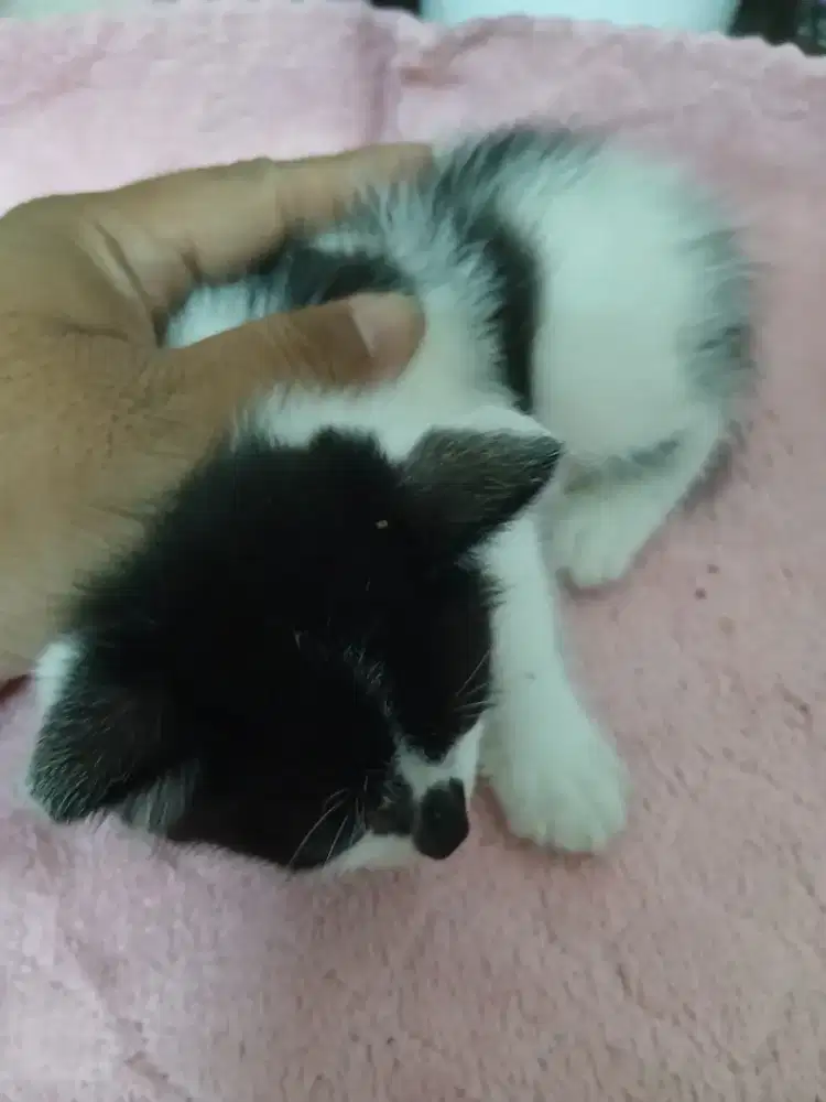 Anak kucing putih hitam