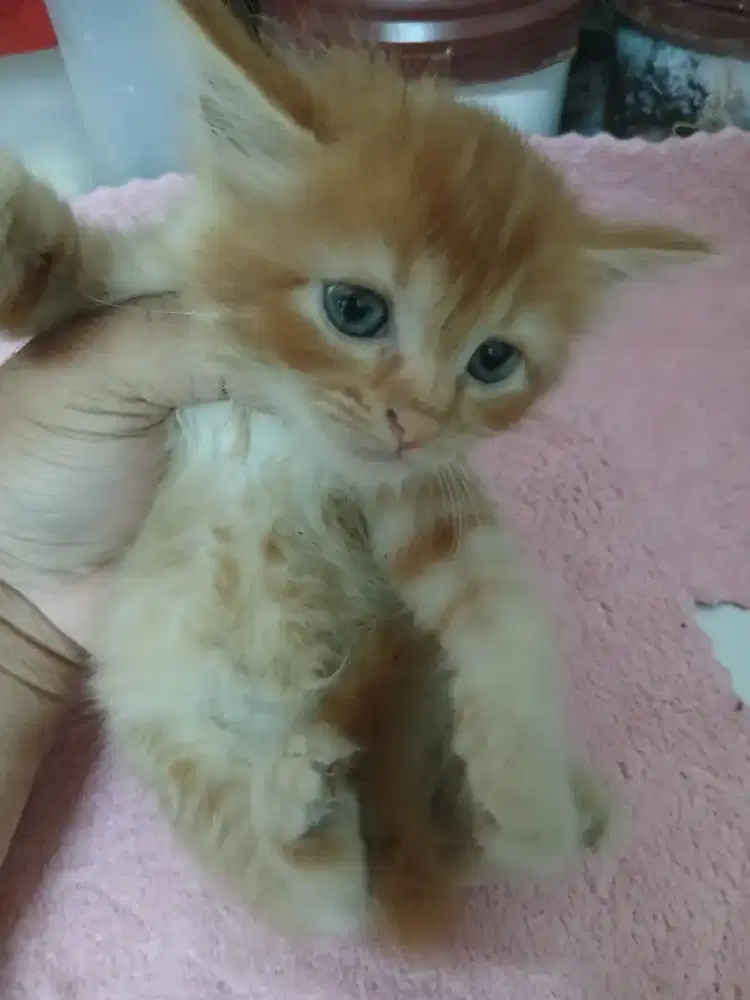 Kucing warna oyen bulu tebal