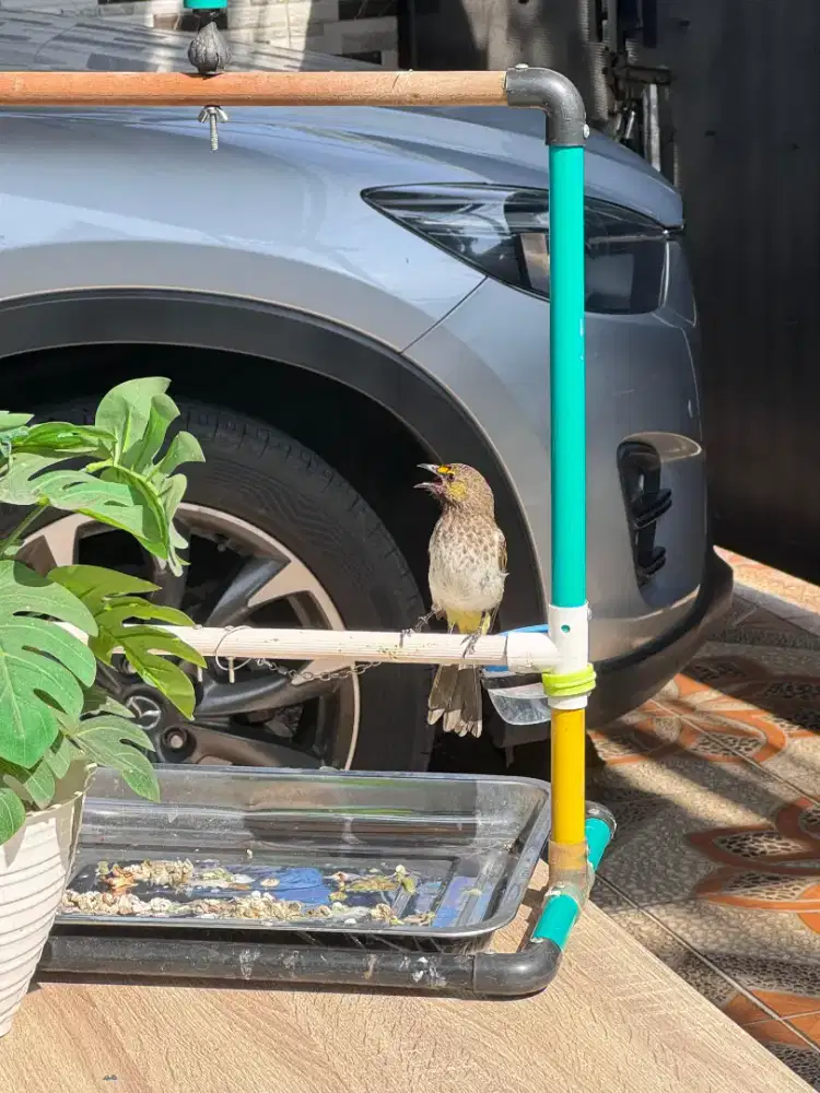 Jual Burung Rawatan Cucak Wilis atau Rengganis