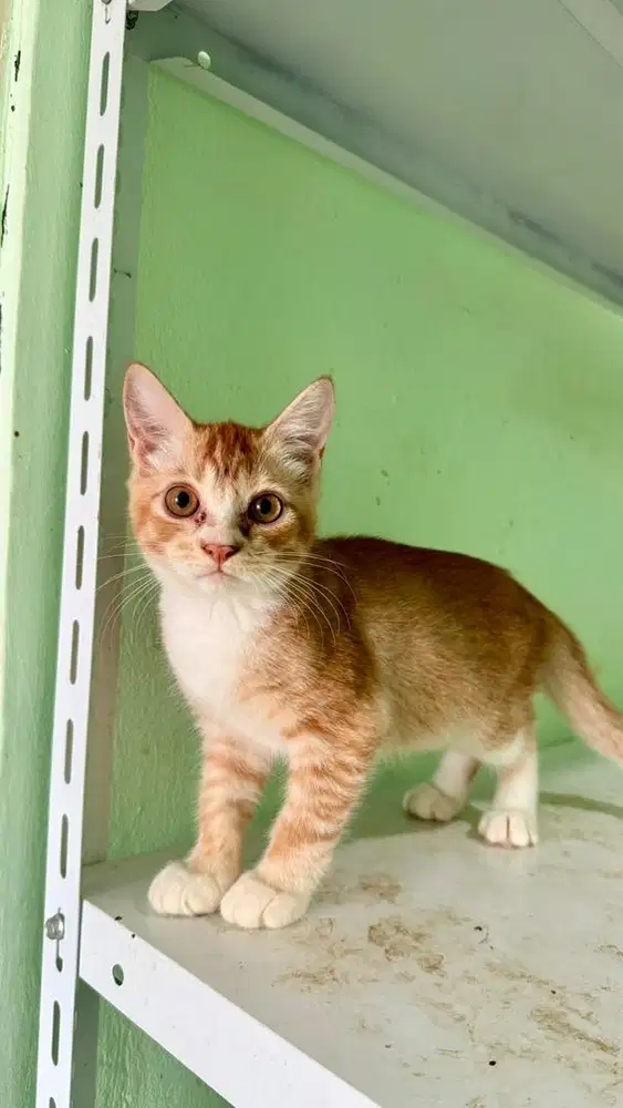 Open adopt kucing aren Jantan