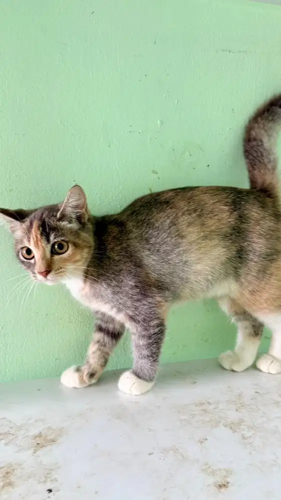 Open adopt kucing betina 3 warna