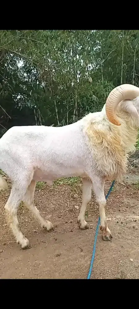 Domba qurban Padasuka atas