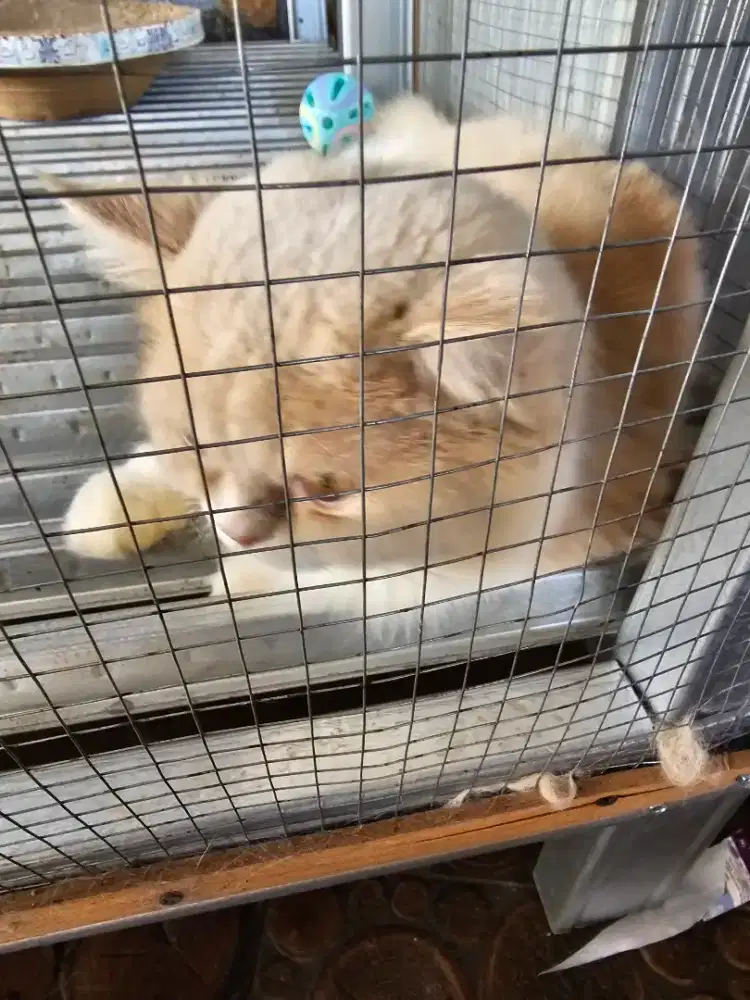 Kucing persia murah meriah sehat