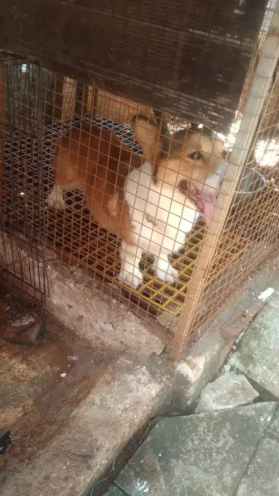 wels corgi / corgi betina remaja