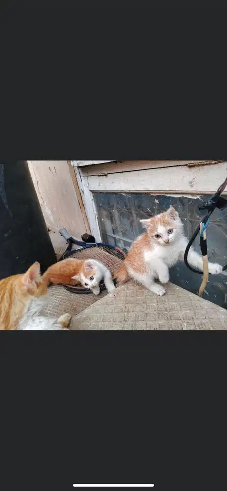 Kitten mixdome jantan