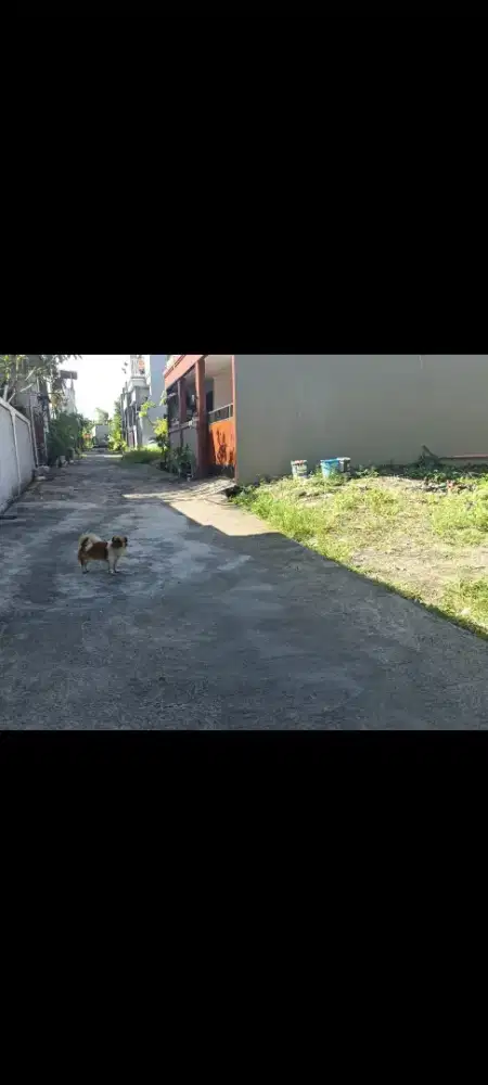 Dijual tanah murah,1 are di jln antasura denpasar bali