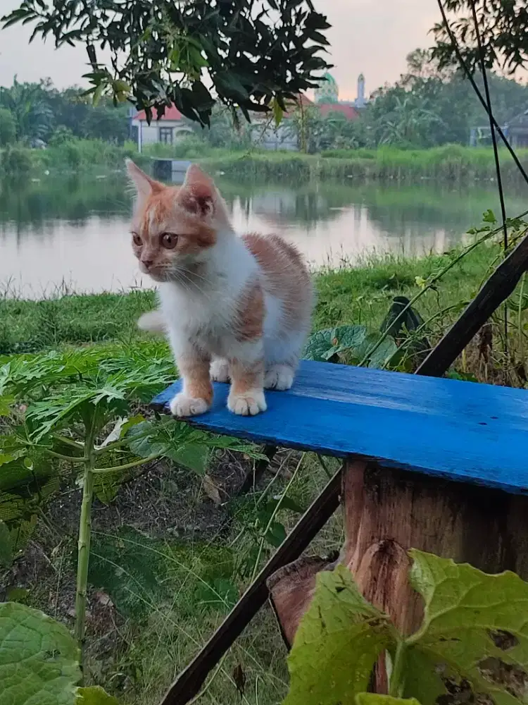 Kucing,kitten munckhin