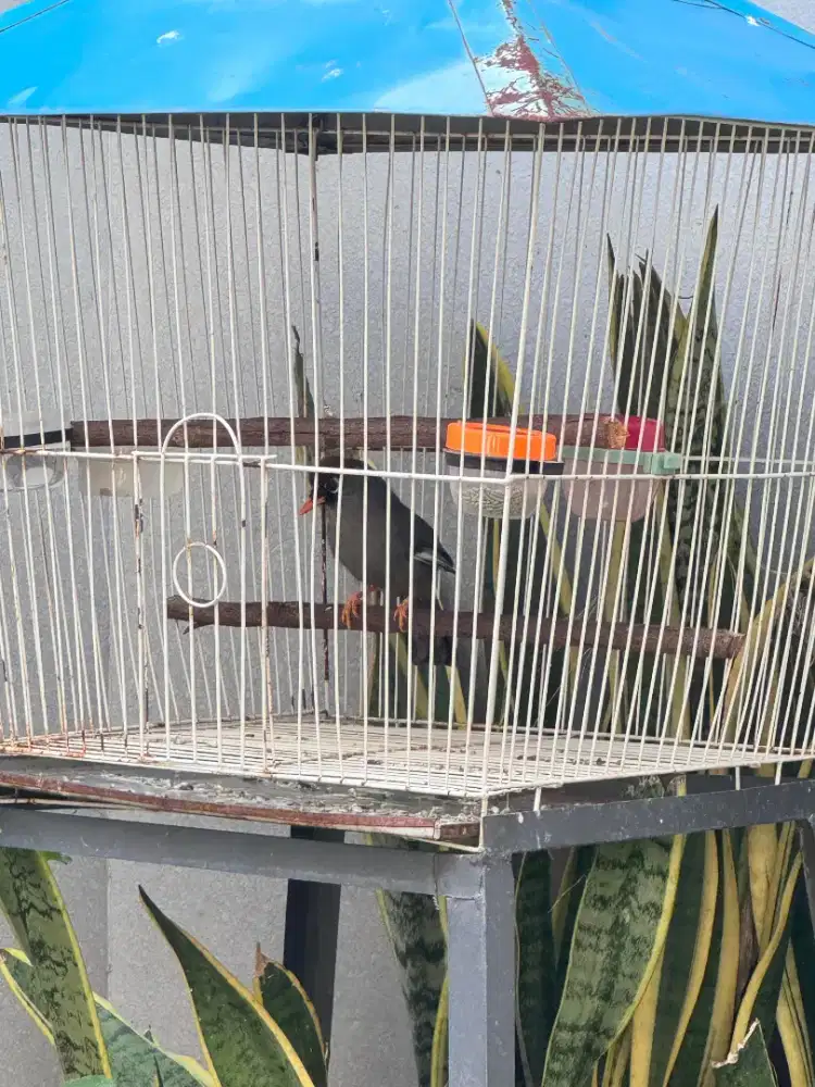 Jual burung rawatan poksay mandarin