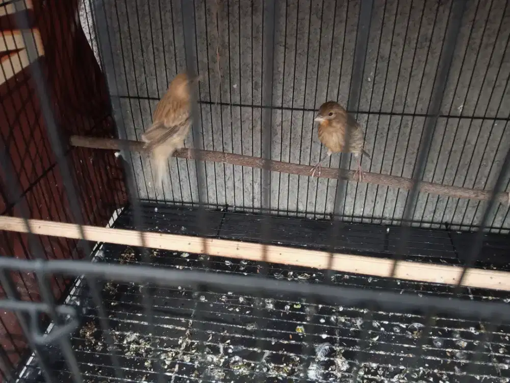 Kenari gelap paud/anak