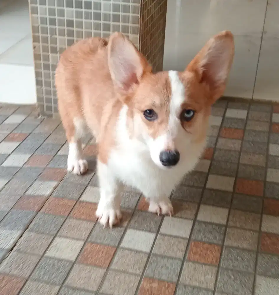 Corgi betina unik mata flip flop boleh NEGO