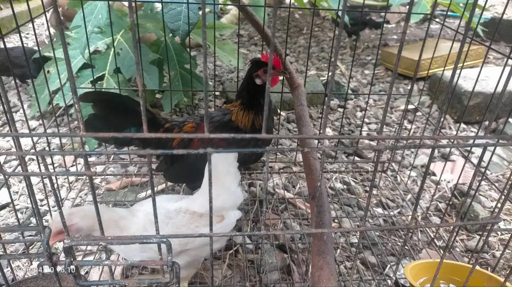 Persilangan ayam kate dan poland