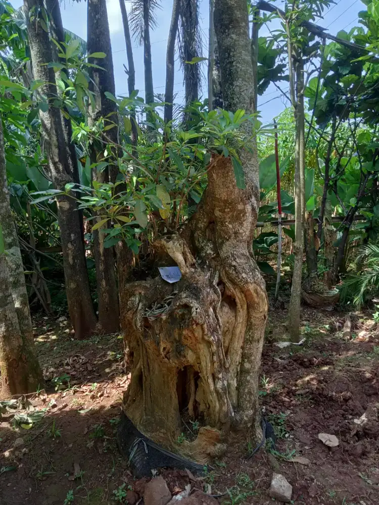 Jual pohon Pule gerruping