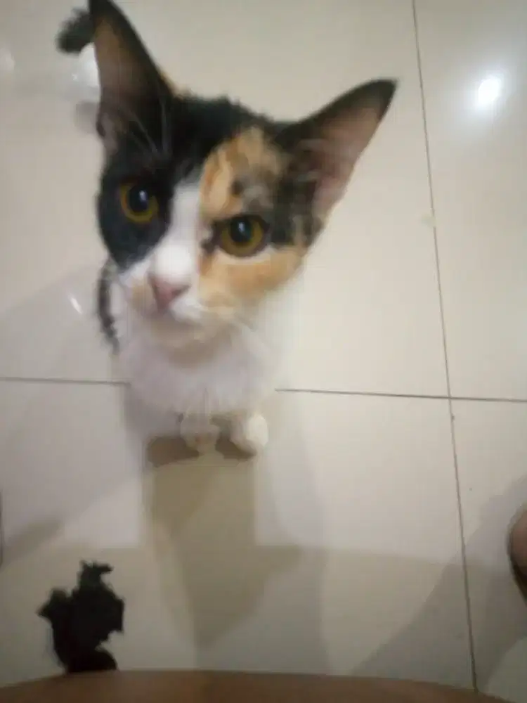 Kucing peliharaan