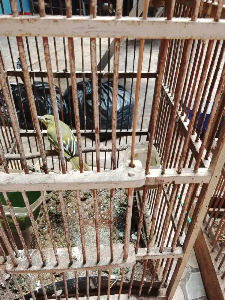 Jual burung cipo jantan