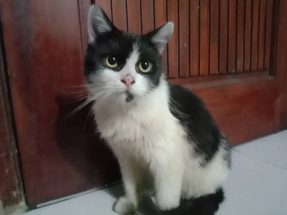 Kucing Jantan Anggora Remaja