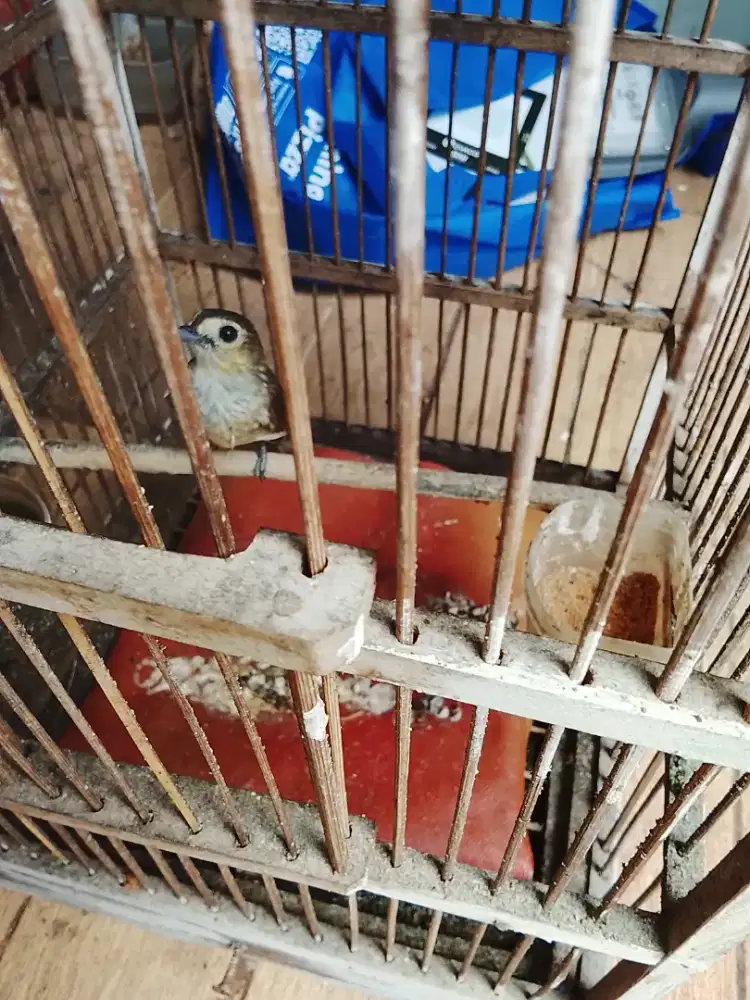 Jual burung briji rambut tungkir