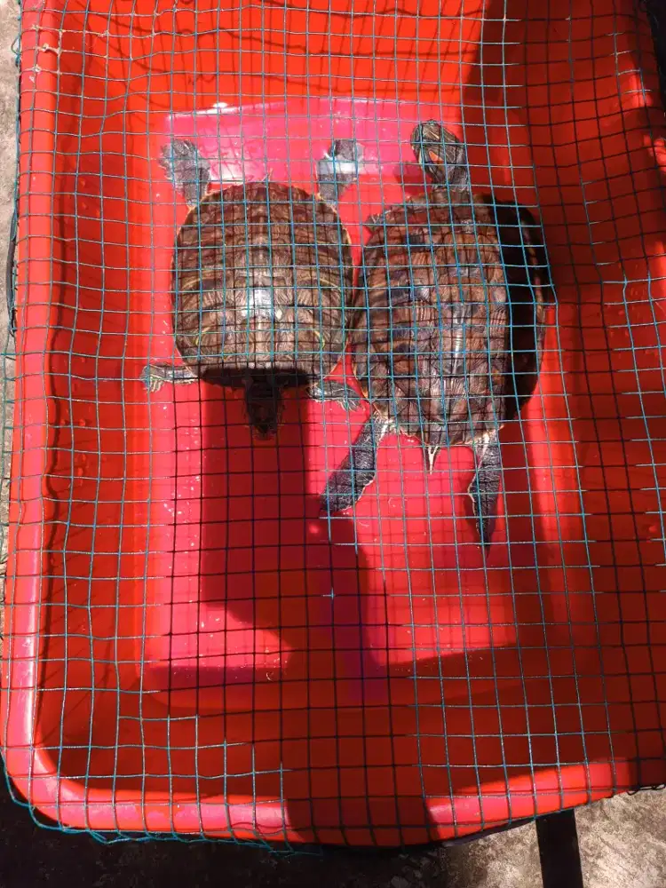 Jual kura kura Brazil 2 ekor