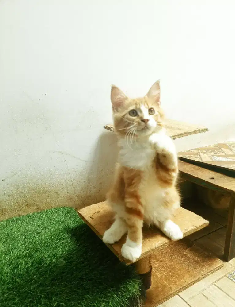MaineCoon Betina Kitten Pure bukan mix.