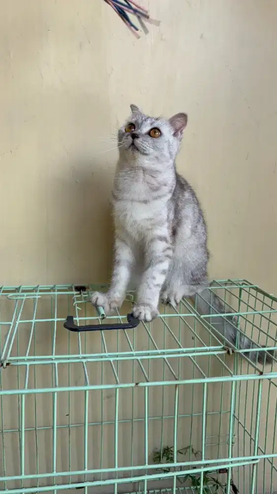 Kucing Scottish Fold