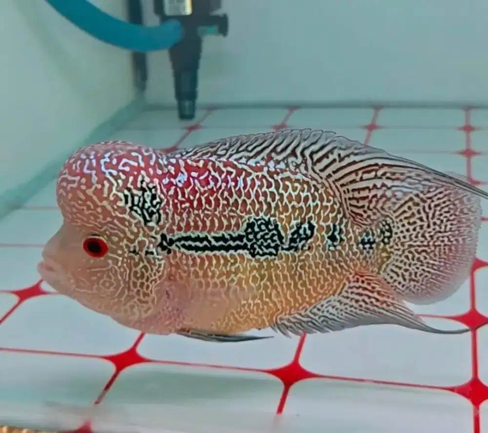 Louhan cencu spek kontes