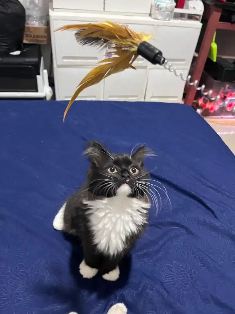 KUCING BSH X SCOTTISH FOLD HIGHLAND