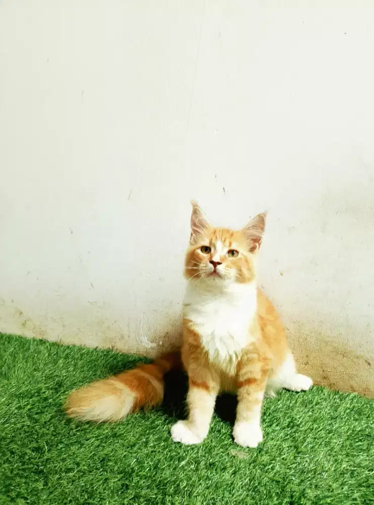 Kitten MaineCoon Betina Asli bkn mix.