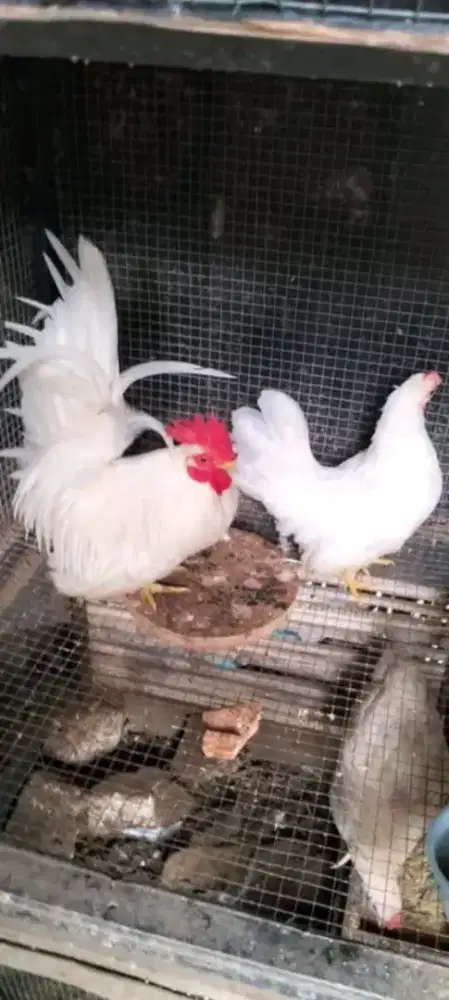Ayam kate sepasang udah mulai nelur