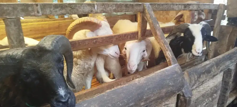 Kurban Domba idul Adha 2026