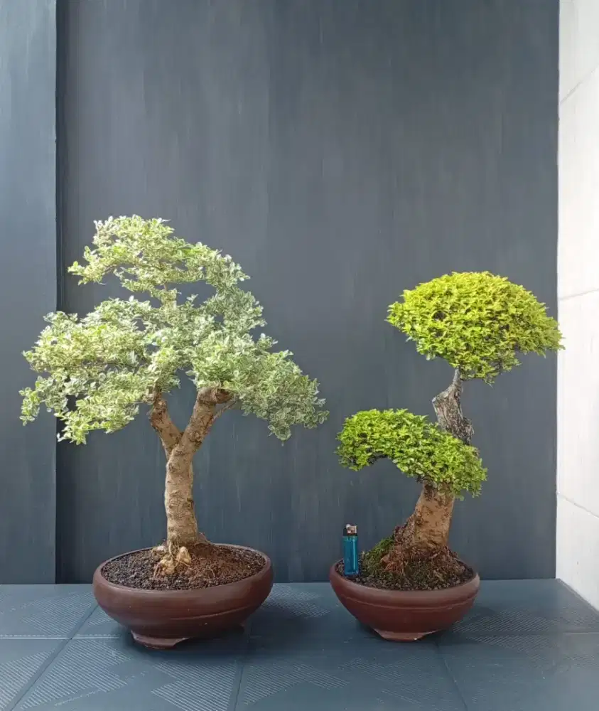 Bonsai hias ada 2 pohon murah