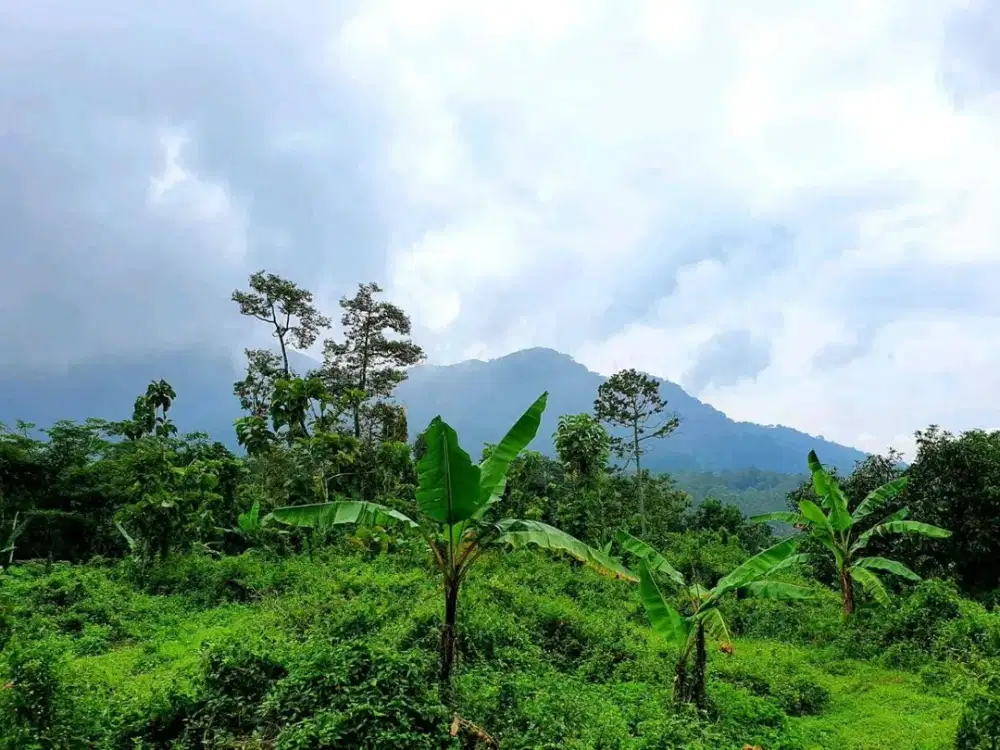 DIJUAL TANAH TRAWAS MOJOKERTO RON.A1282