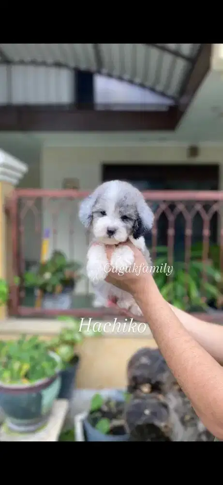 Toy Poodle Terlangka di Indonesia