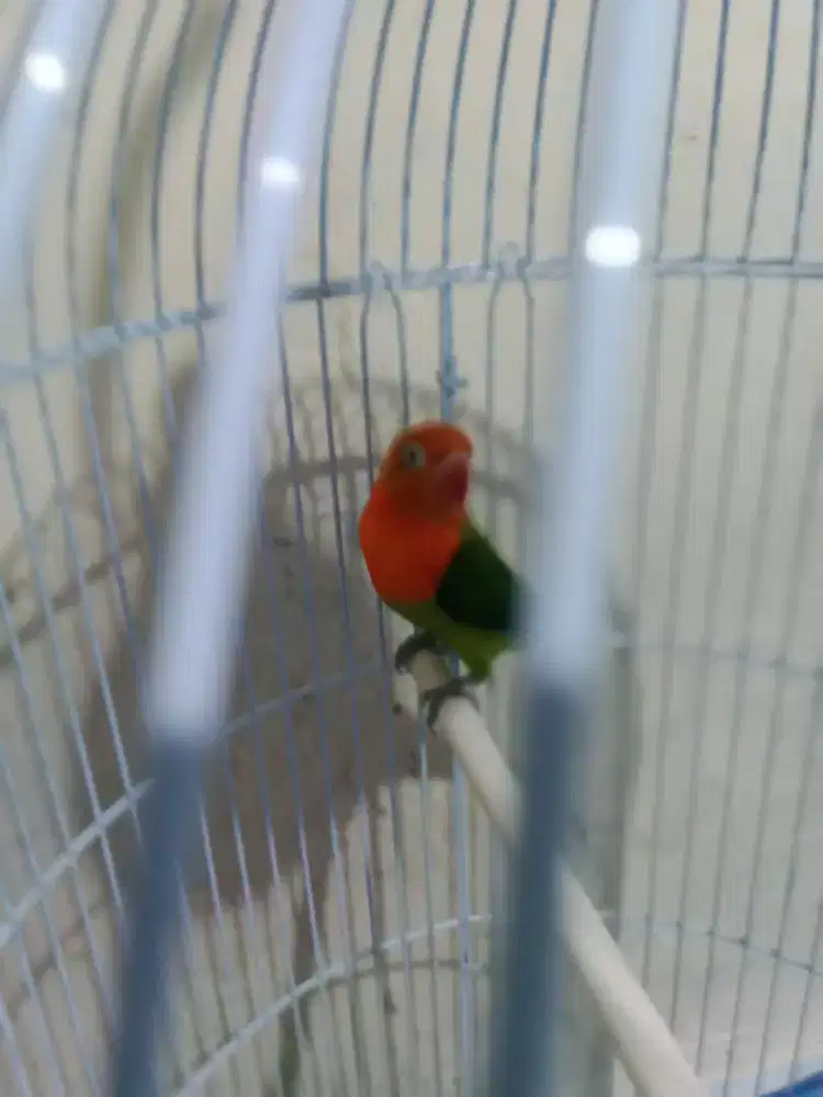 Jual burung lovebert jantan fs +krodong