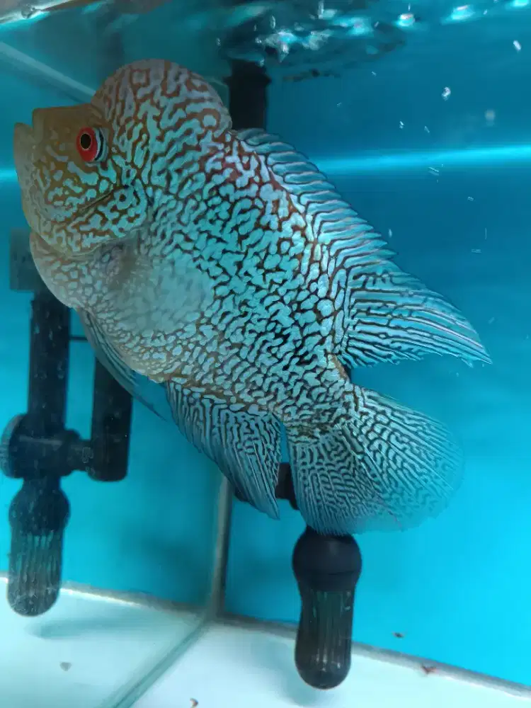 Louhan Cencu Full Mutiara