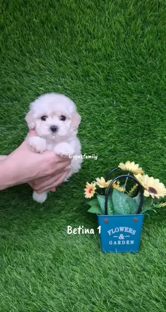 Tiny Maltipo Jantan Betina