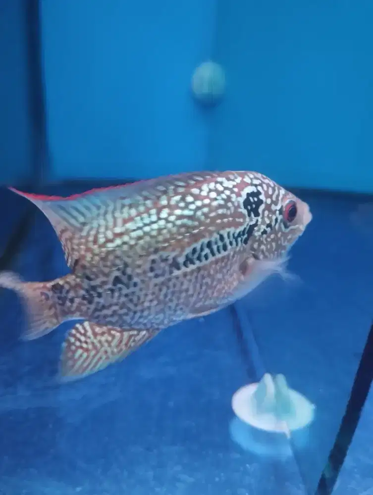 Ikan Louhan Cencu Betina