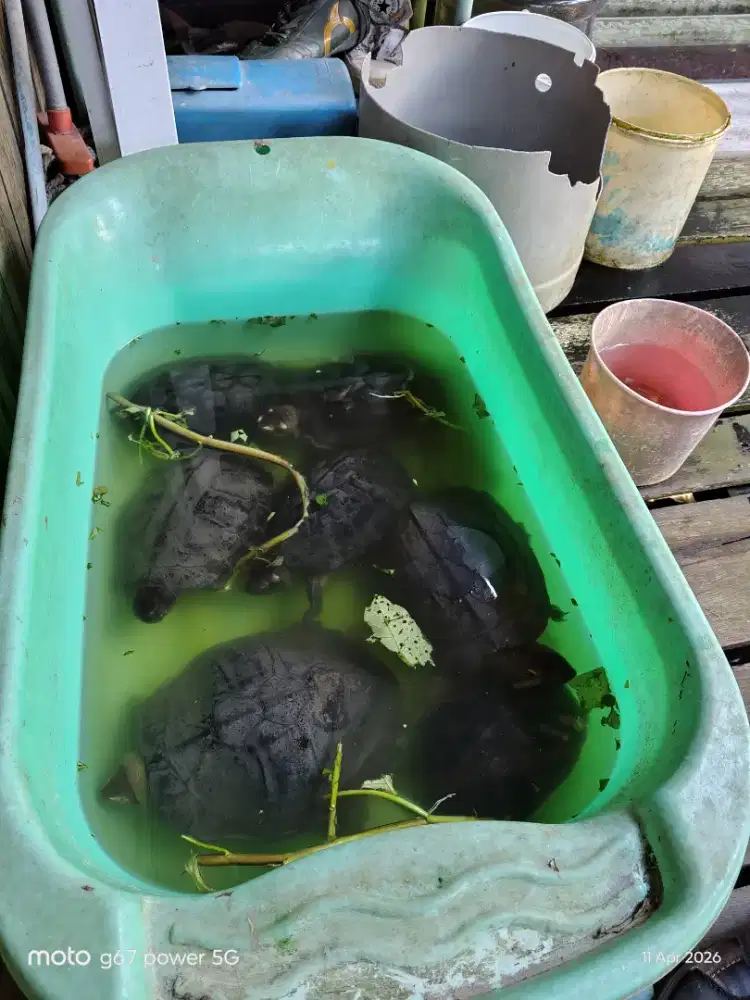 Kura kura sungai, 7 ekor