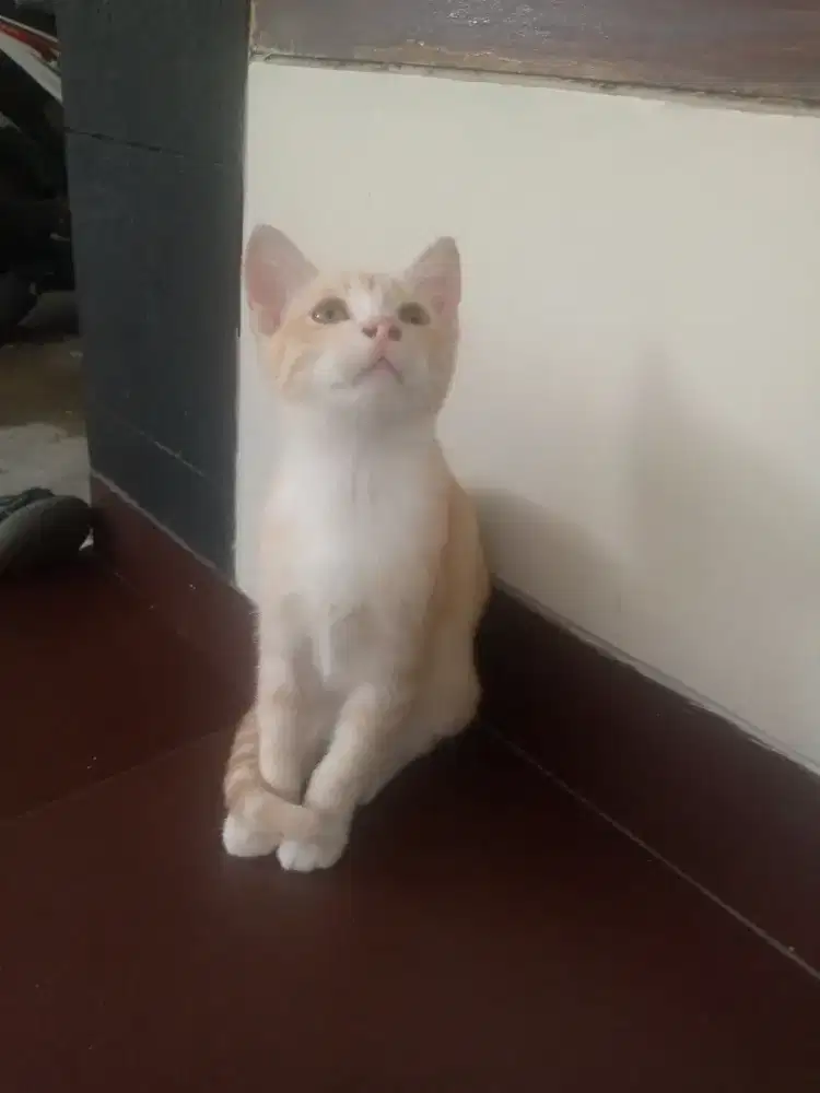 Free adopt anak kucing