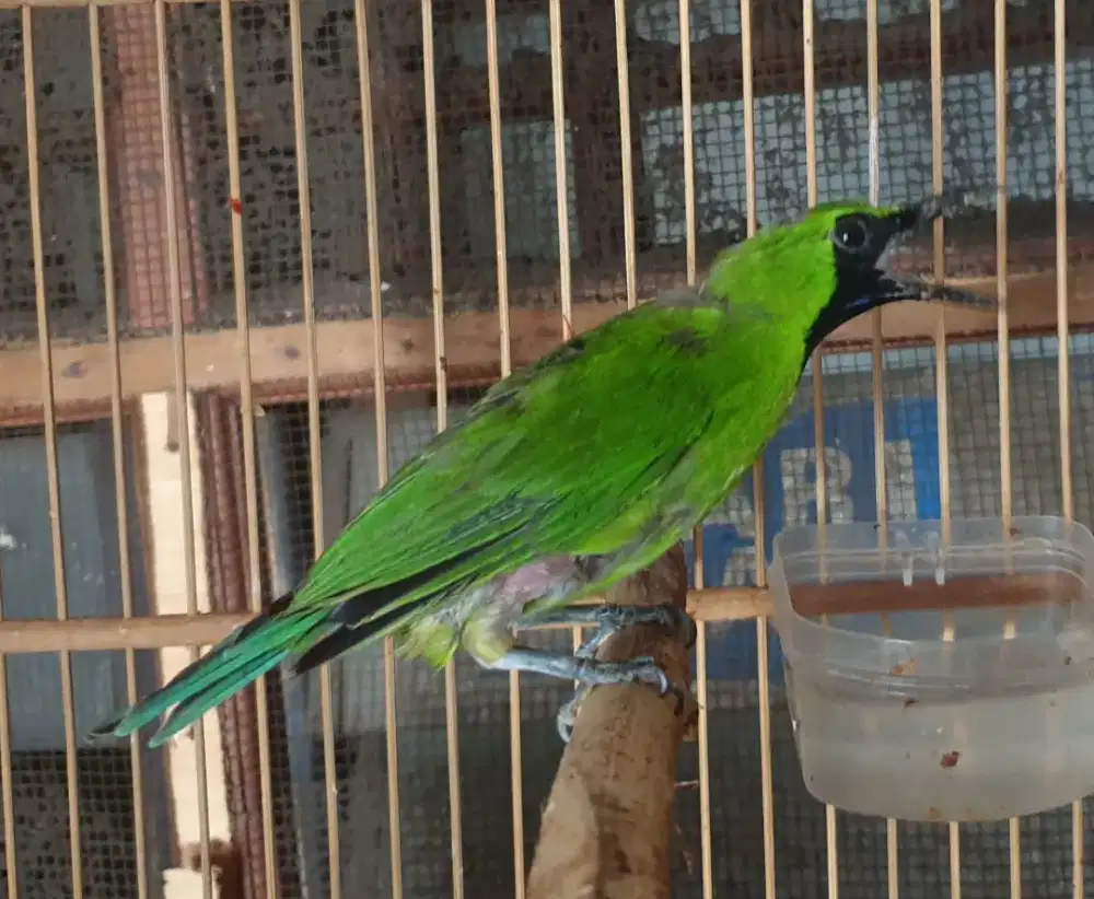 Jo bahan volume kepantau tembus