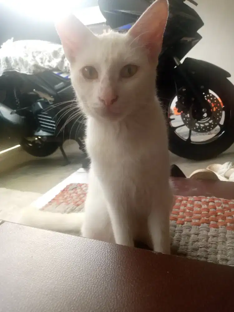 Free adopt kucing manja dan usil