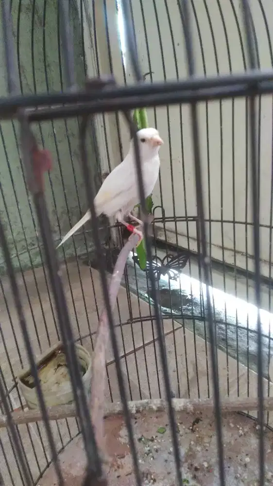 Kenari PAUD jantan warna putih bersih mm