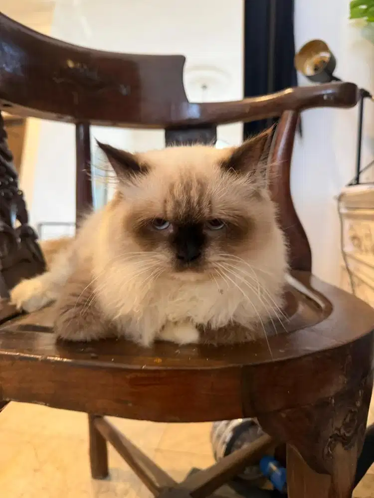 kucing Himalan jantan