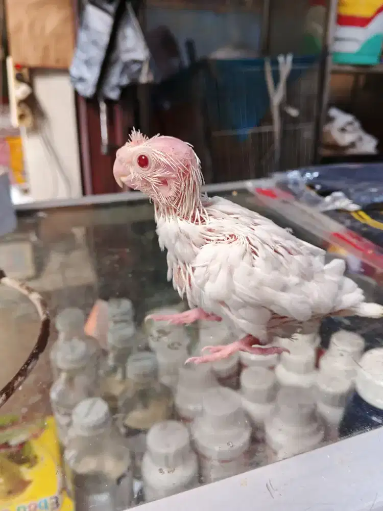 Lolohan falk albino minus