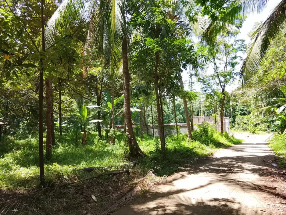 KEBUN DURIAN MUSANGKING