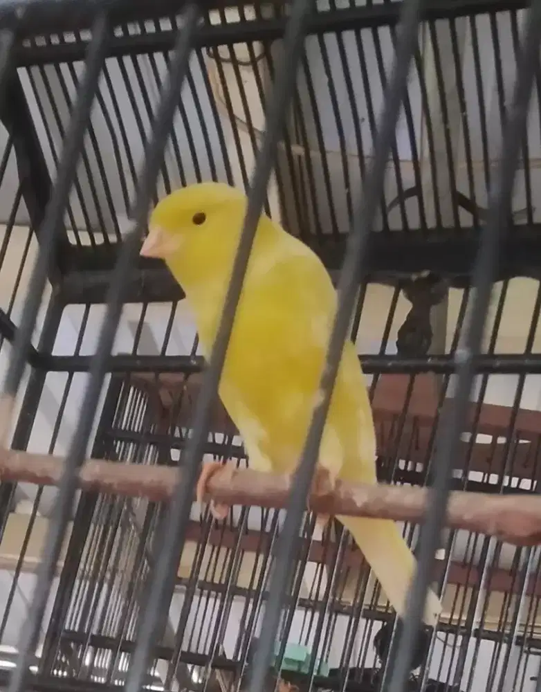 Kenari jm kuning segar