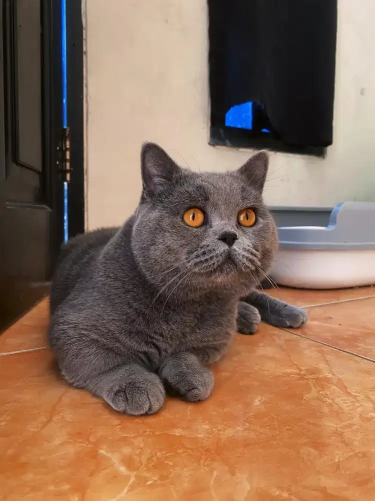 kucing BSH Munchkin/cebol