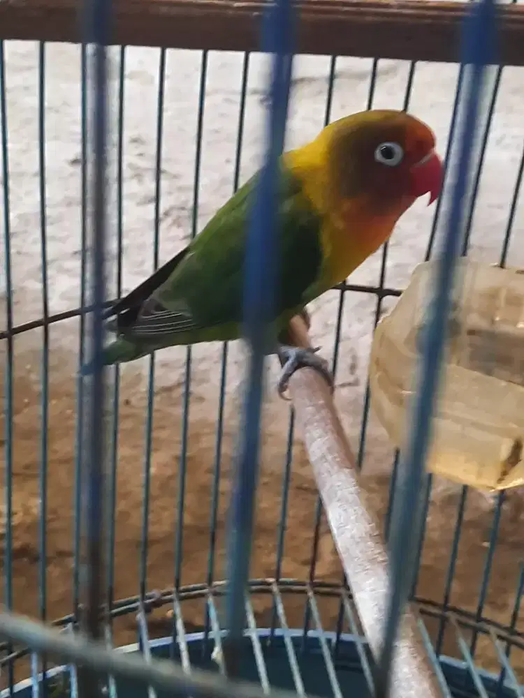 Jual burung Love bird
